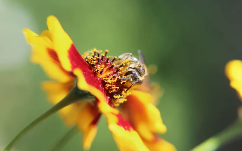 Pollinisateurs en danger : comprendre la crise et agir pour les sauver